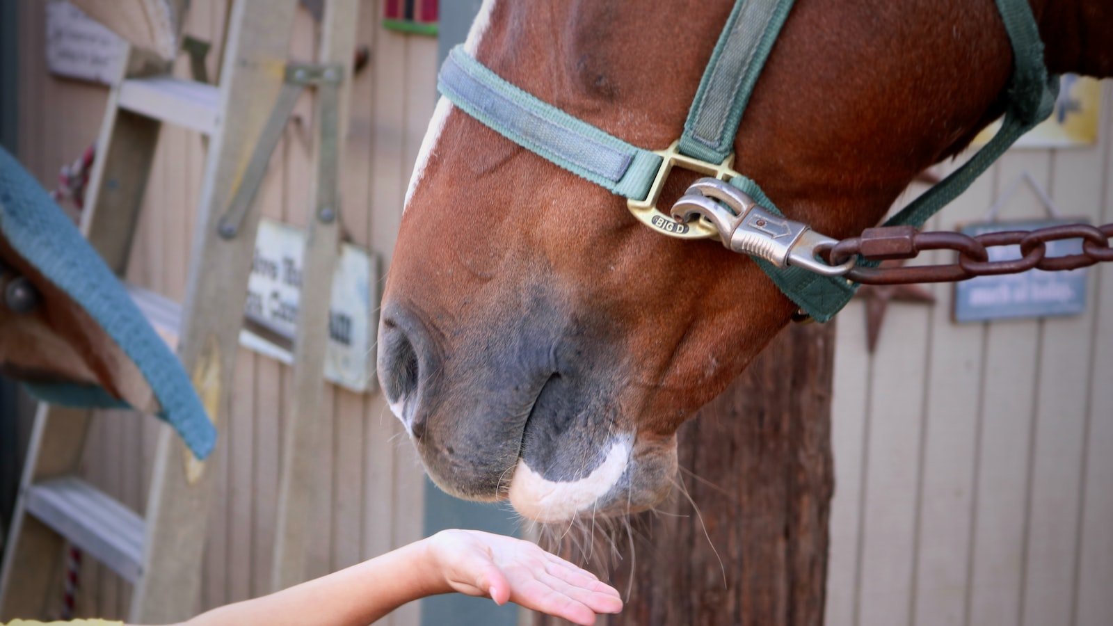 Proper Storage Tips for Equine CBD Products