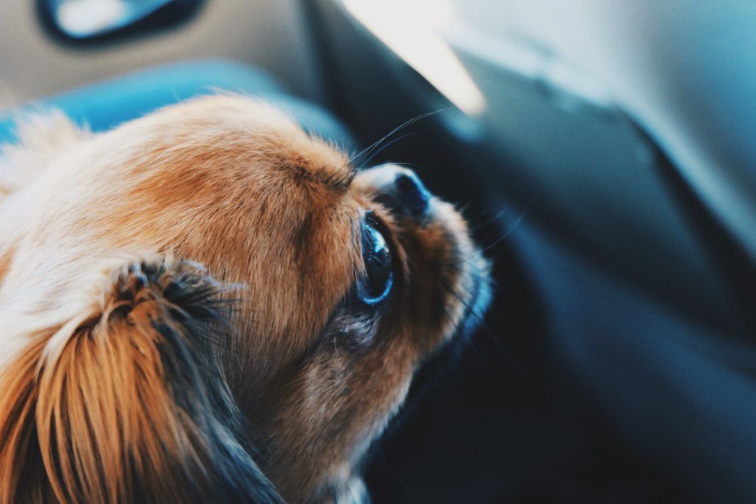 Administering CBD: Best Practices for Pet Owners