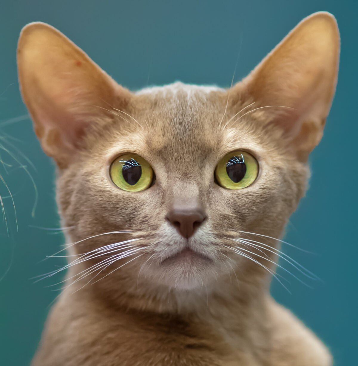 The Feline CBD Phenomenon: What’s the Buzz?