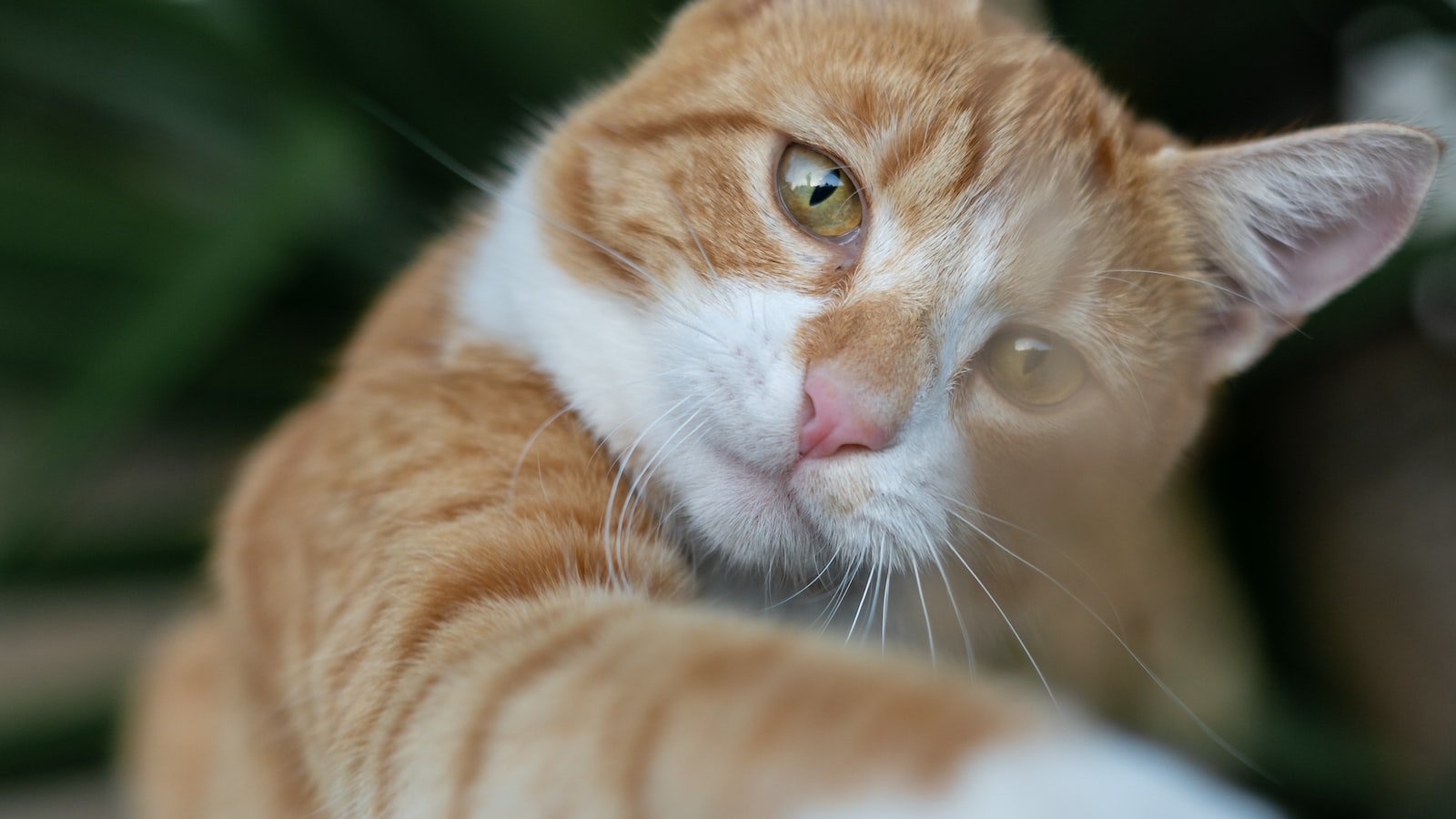 Outdoor Cats and CBD: A Research Summary