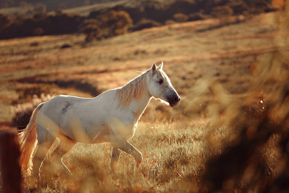 Introducing CBD to Your Horse: A Step-by-Step Guide