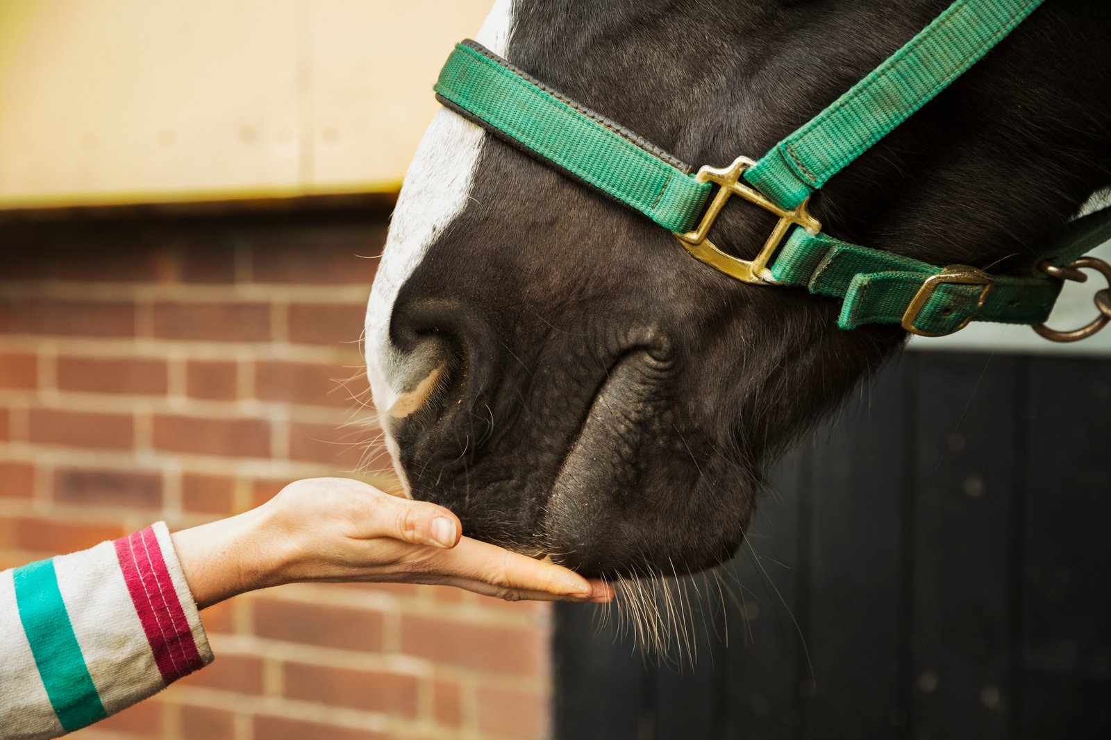 CBD Dosage for Horses: What Vets Recommend