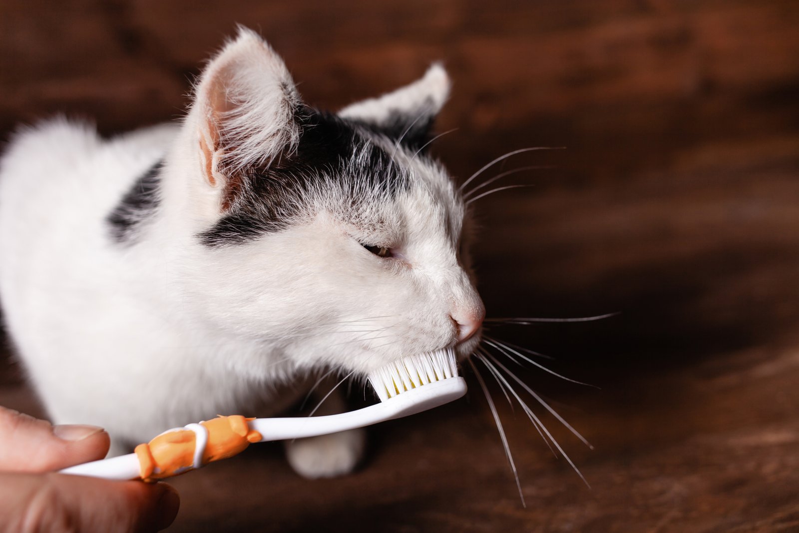 CBD Pet Toothpaste: Oral Care with a Twist