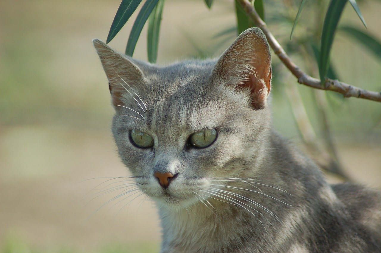 Benefits and‍ Potential​ Risks ​of Feline⁢ CBD