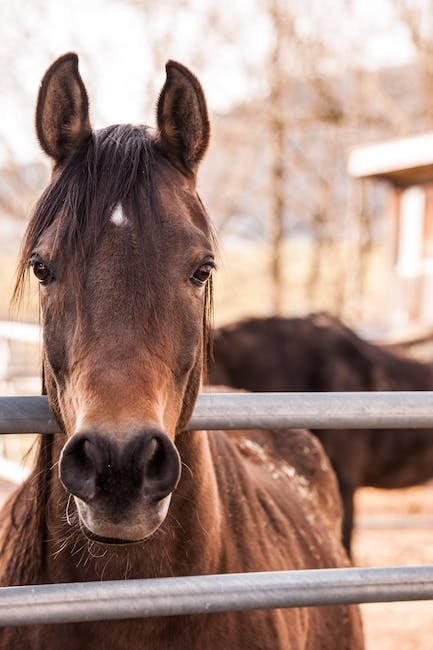 The Intricate Sleep​ Patterns of Horses