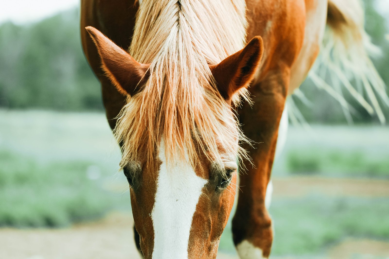 Understanding the Rise in Equine CBD Use ⁤Globally