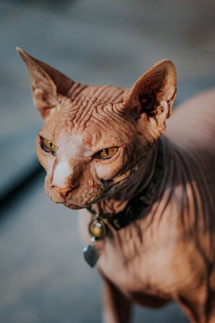 3. The Untapped Potential of Feline CBD: Insights from Market⁤ Expansion ⁣and Consumer Adoption