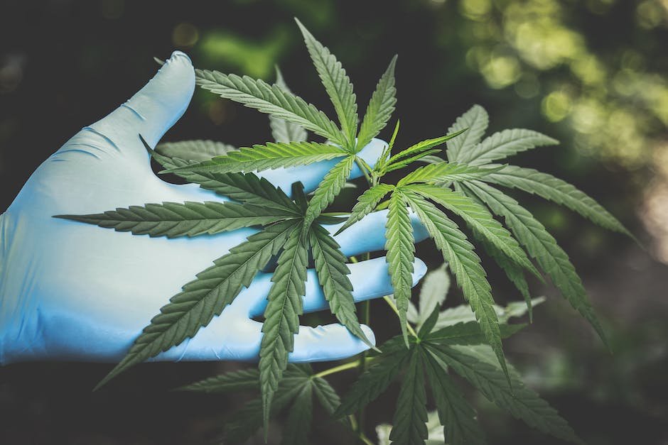 Exploring⁤ the⁤ Potential Health Boost of CBD for Aquatic Pets