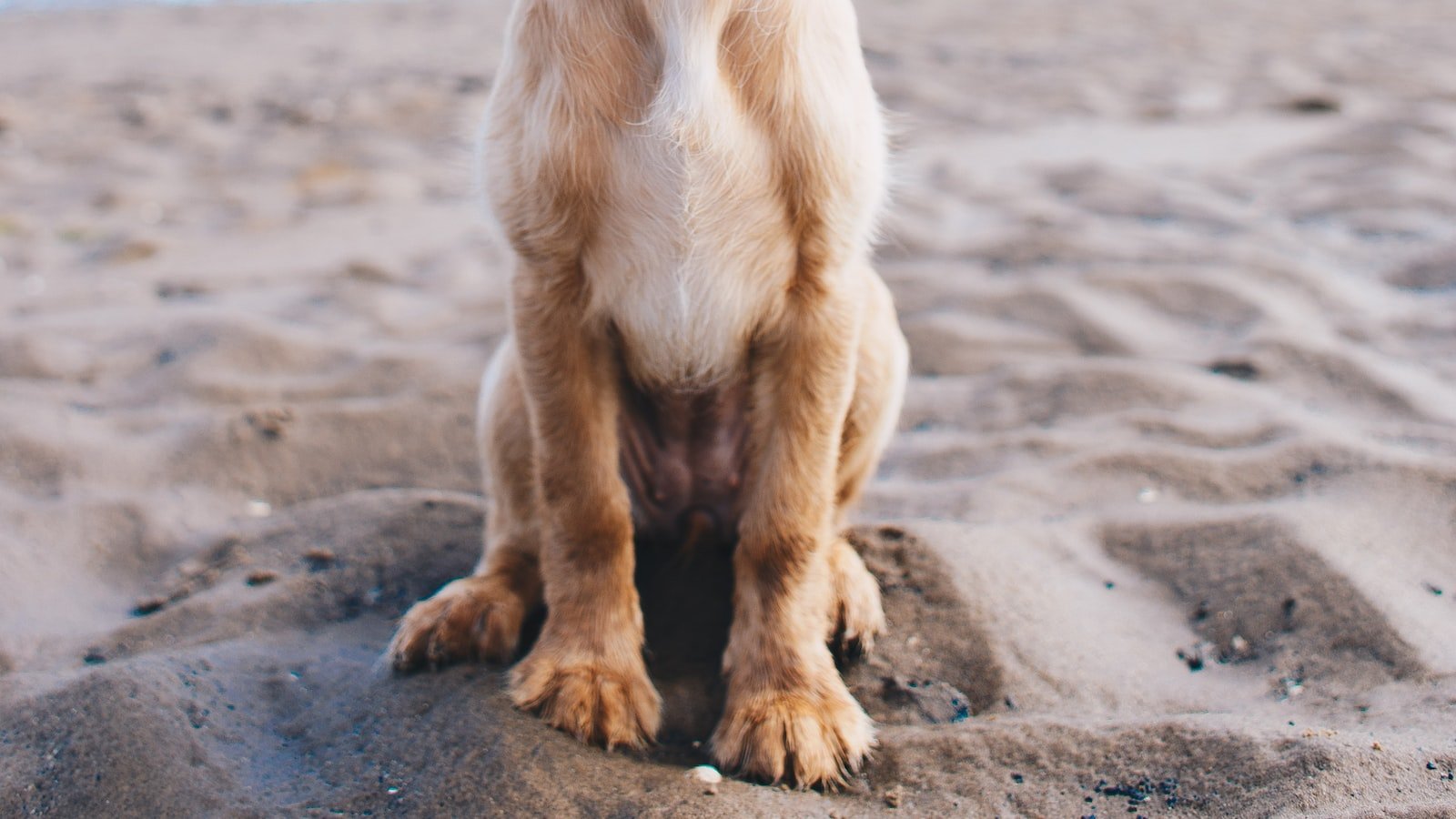 Expert​ Recommendations: Dosage ⁣Guidelines for Small ‍Dog ⁤Breeds