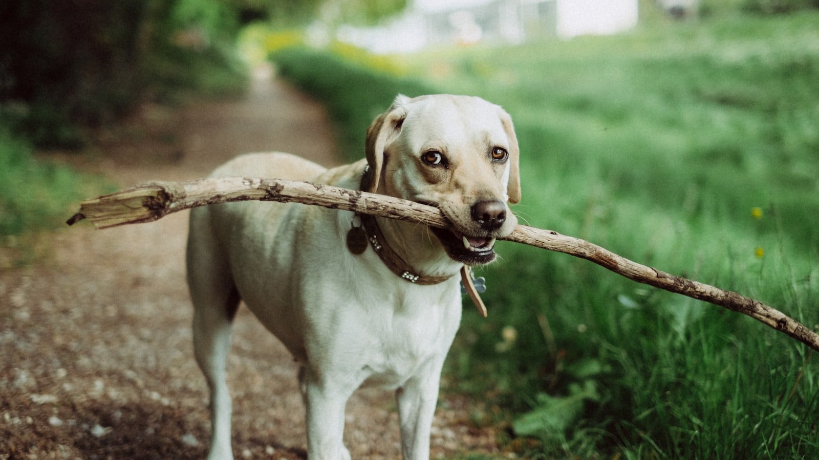 Special Needs⁣ Pets and ⁢the ⁢Benefits ⁢of CBD