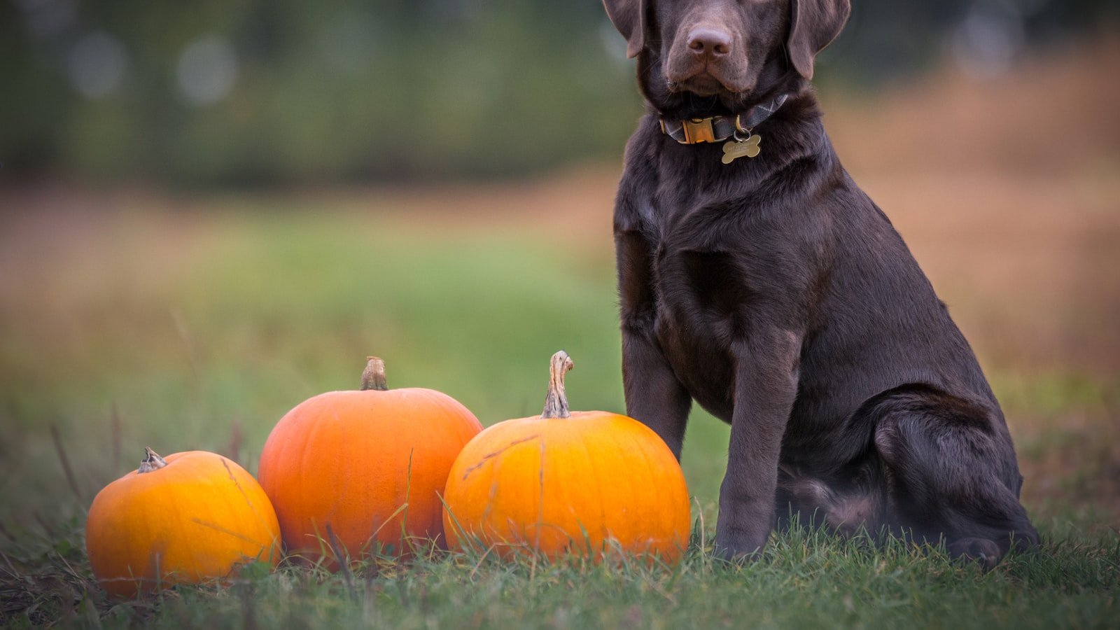 Choosing the Right​ Storage Container for Canine CBD Products