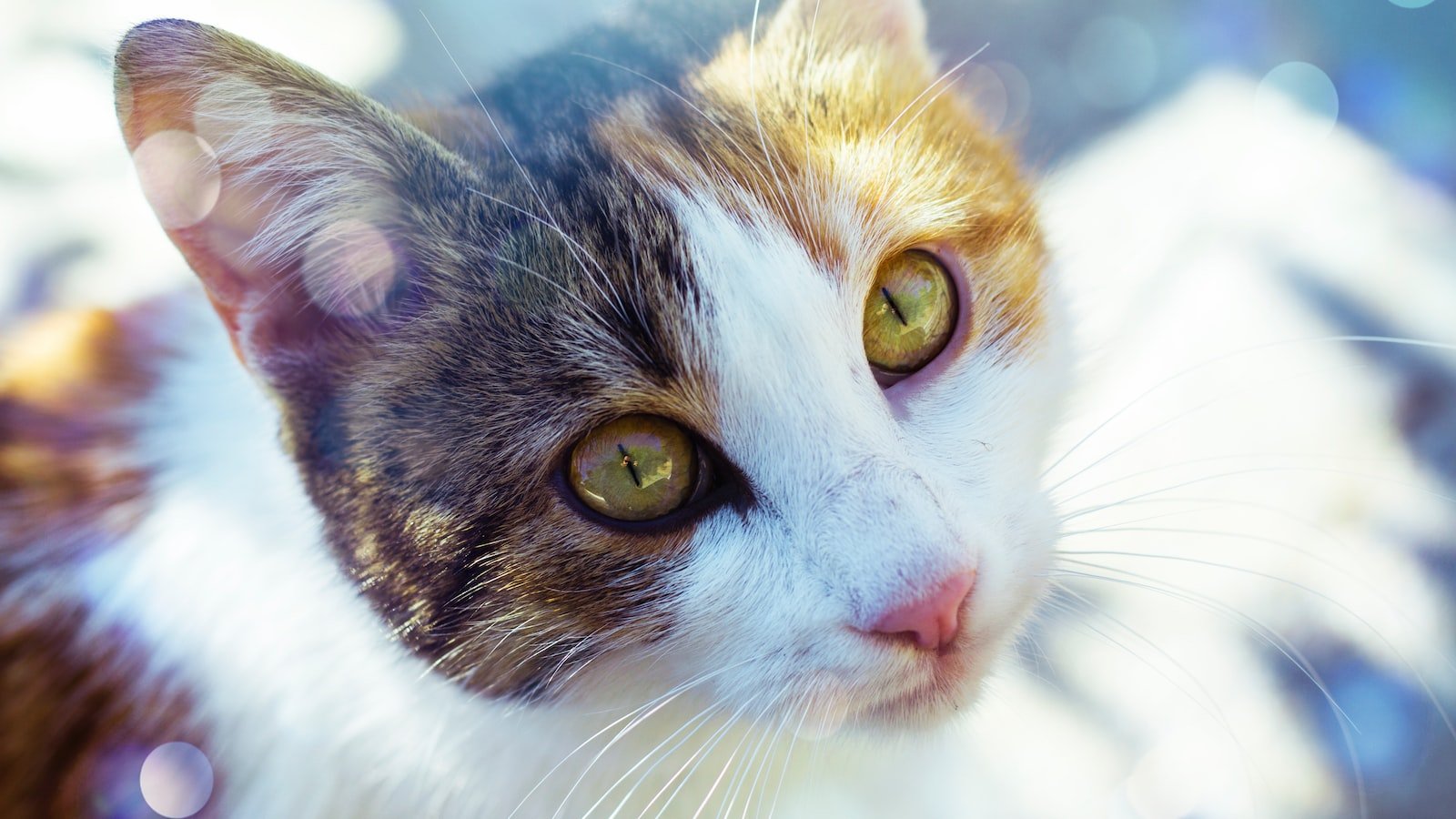 2. Unveiling Key Trends ⁣and⁤ Developments in Feline‍ CBD Products:‌ A 2022 Analysis