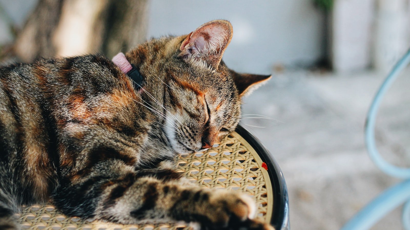 Navigating the‌ Maze: Influencer Recommendations for ⁢Feline CBD Products