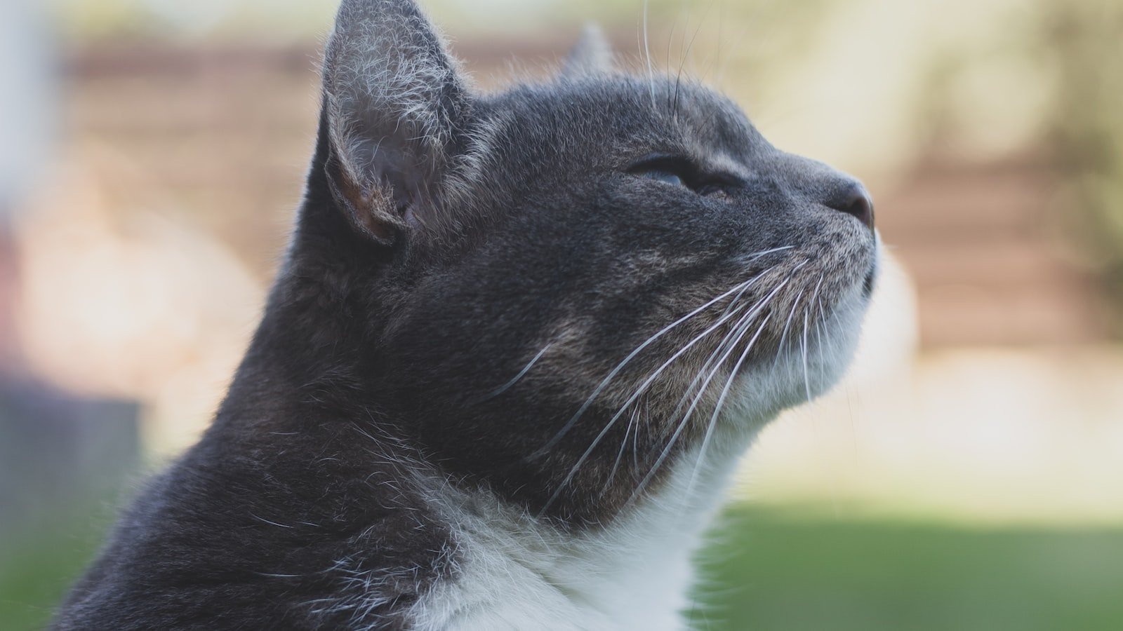 2. Understanding the Potential Benefits of Feline CBD for⁣ Playtime Enthusiasts