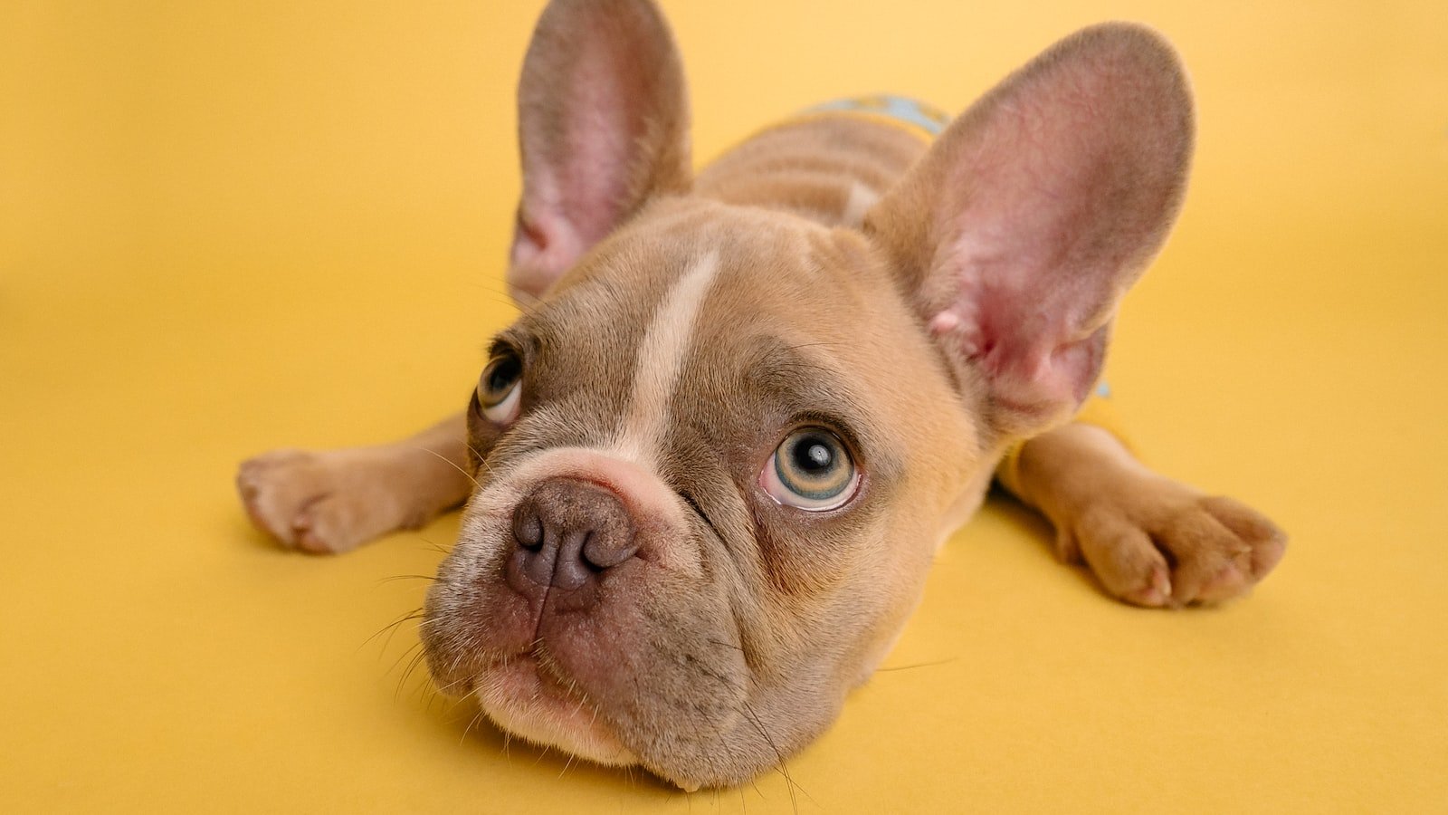 Understanding Pet Skin Conditions: ⁣Causes, Symptoms, and Treatments