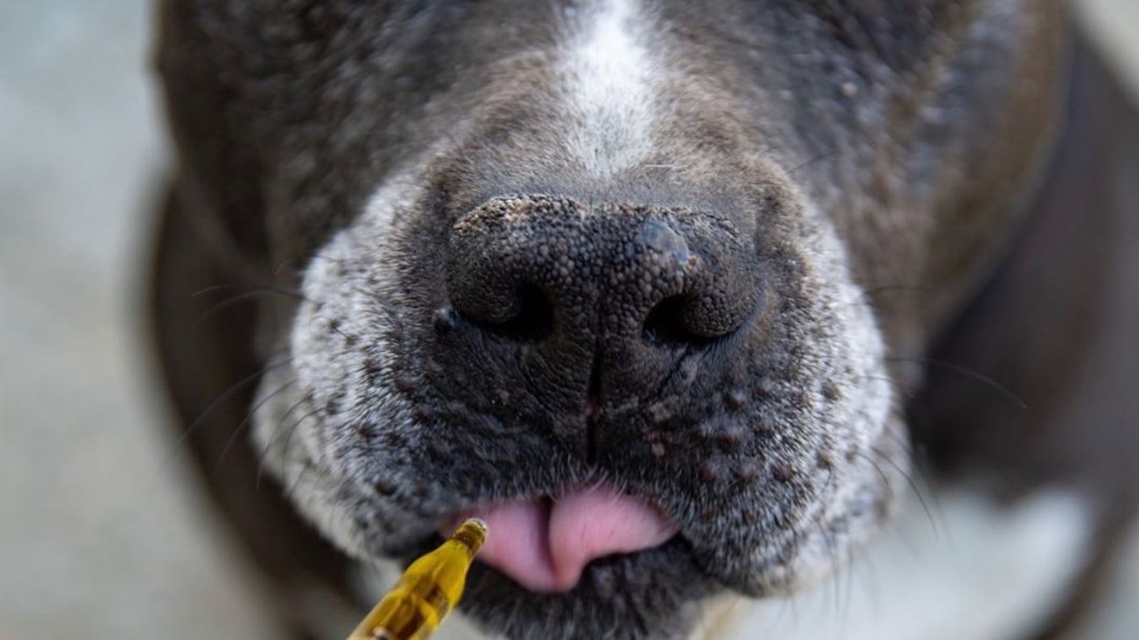 Where to Find Reliable CBD Products for Senior​ Pets