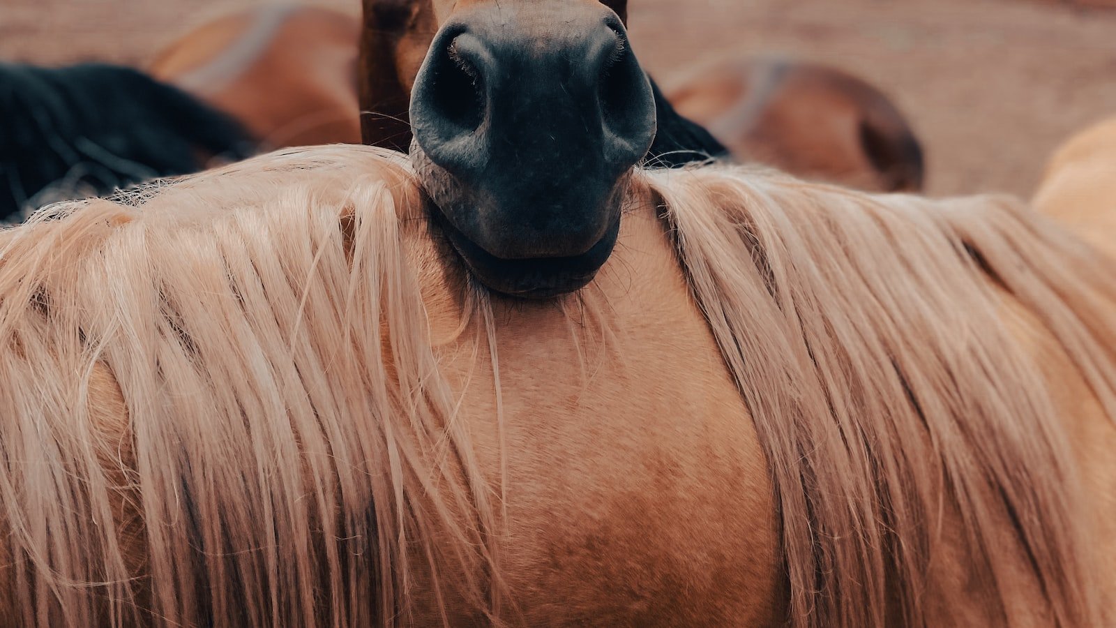 Dosage⁣ and Administration: How to Incorporate CBD⁤ into Horses' ‍Sleep Routine