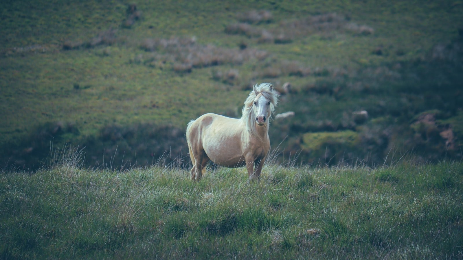 The Benefits of Equine CBD in Horse Health and Performance