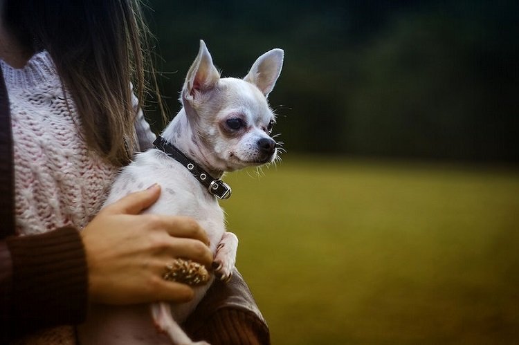 Where to Buy CBD for Pets with Seasonal Ailments