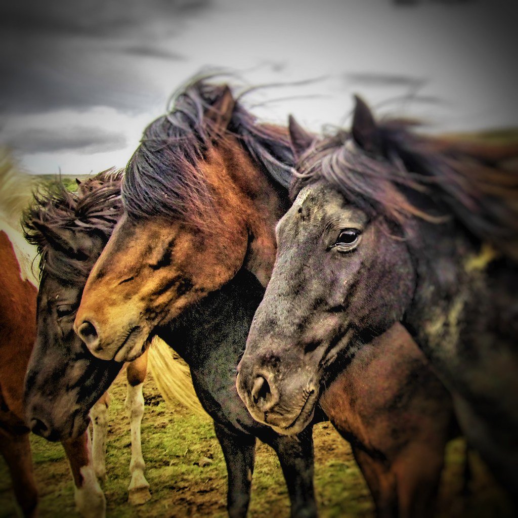 Understanding Joint Health ​in Horses: A Comprehensive Guide