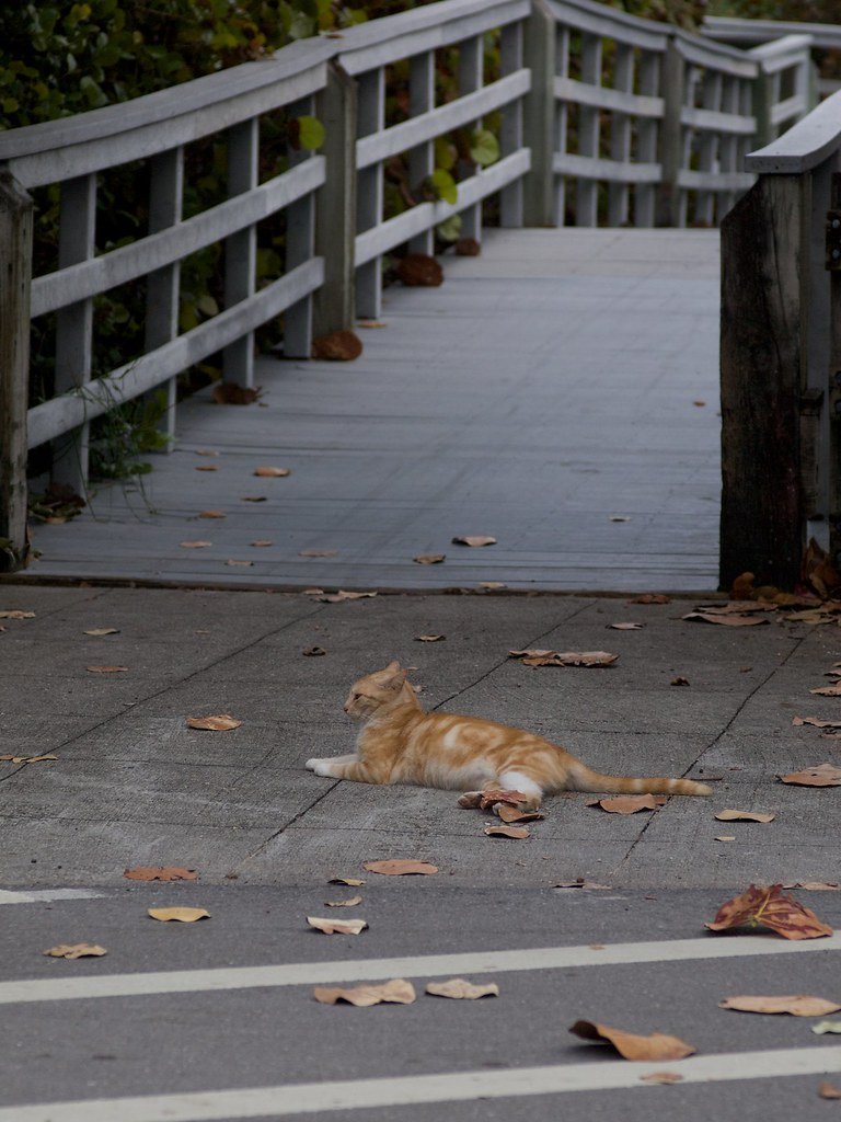 Hollywood Cats Embrace the Benefits of Feline​ CBD