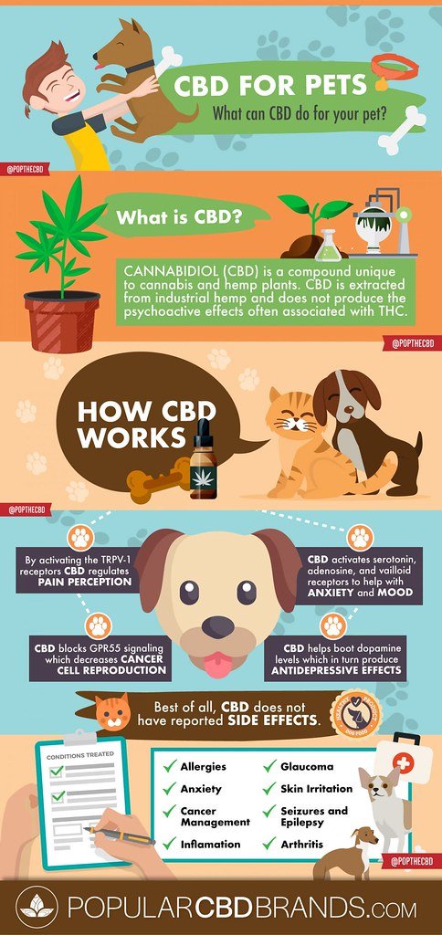 Ensuring Safety: ‍Guidelines for Administering CBD to​ Pets with Parasitic Infections