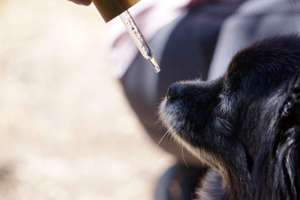 Heading 4: Safe and Legal: Understanding the Regulations Surrounding CBD for Dogs on the Road