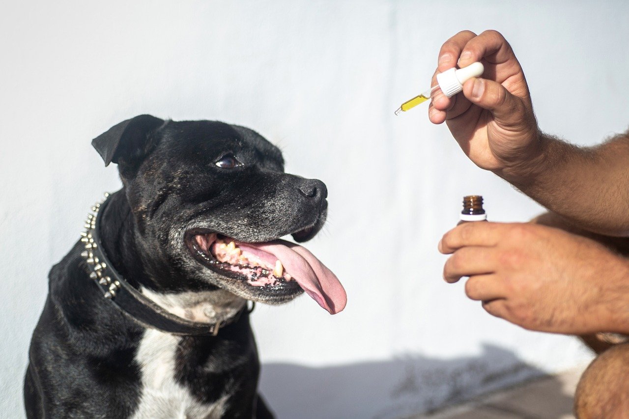 Administering CBD to Pets with Multiple Conditions