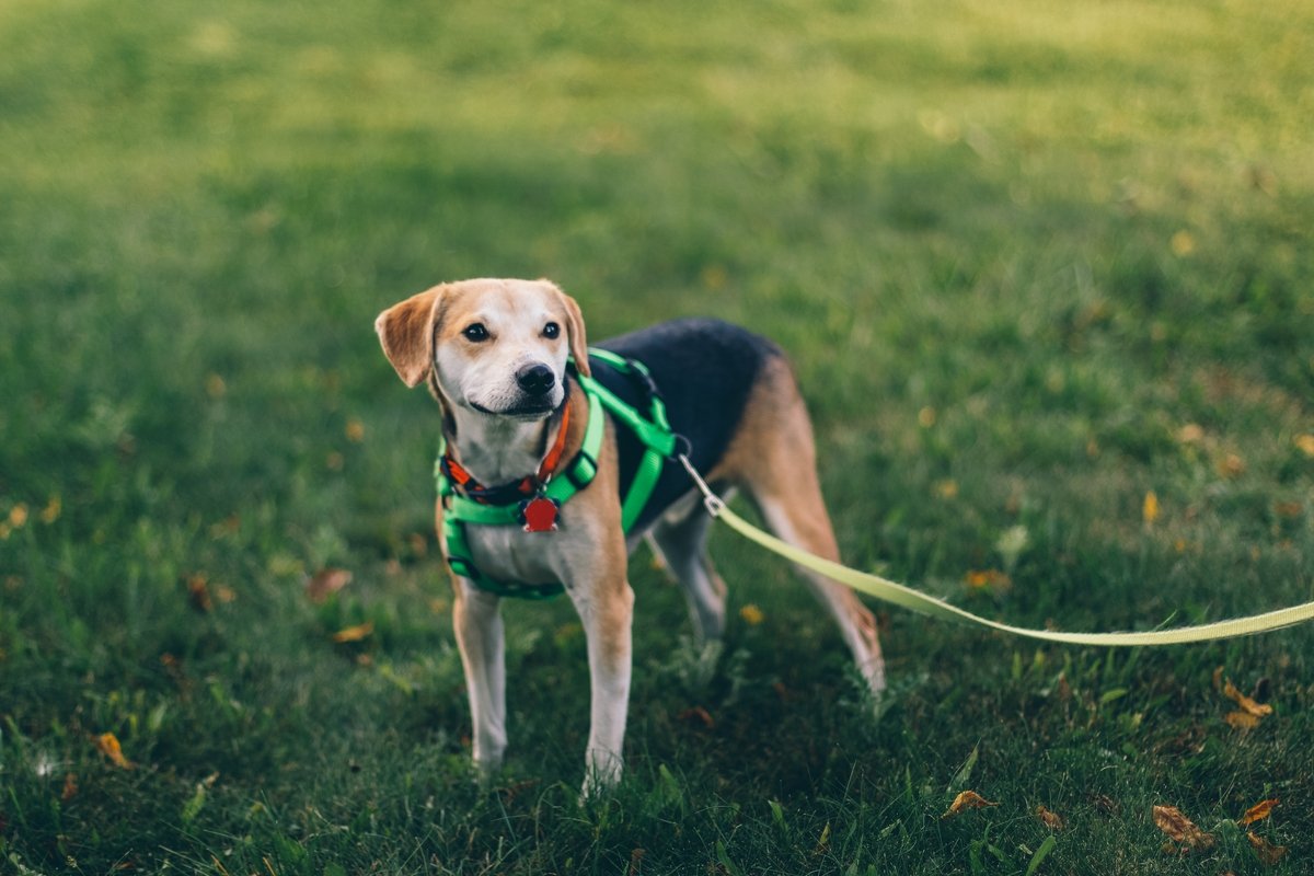 Beyond Barking: Exploring the Behavioral Transformations in Dogs with CBD