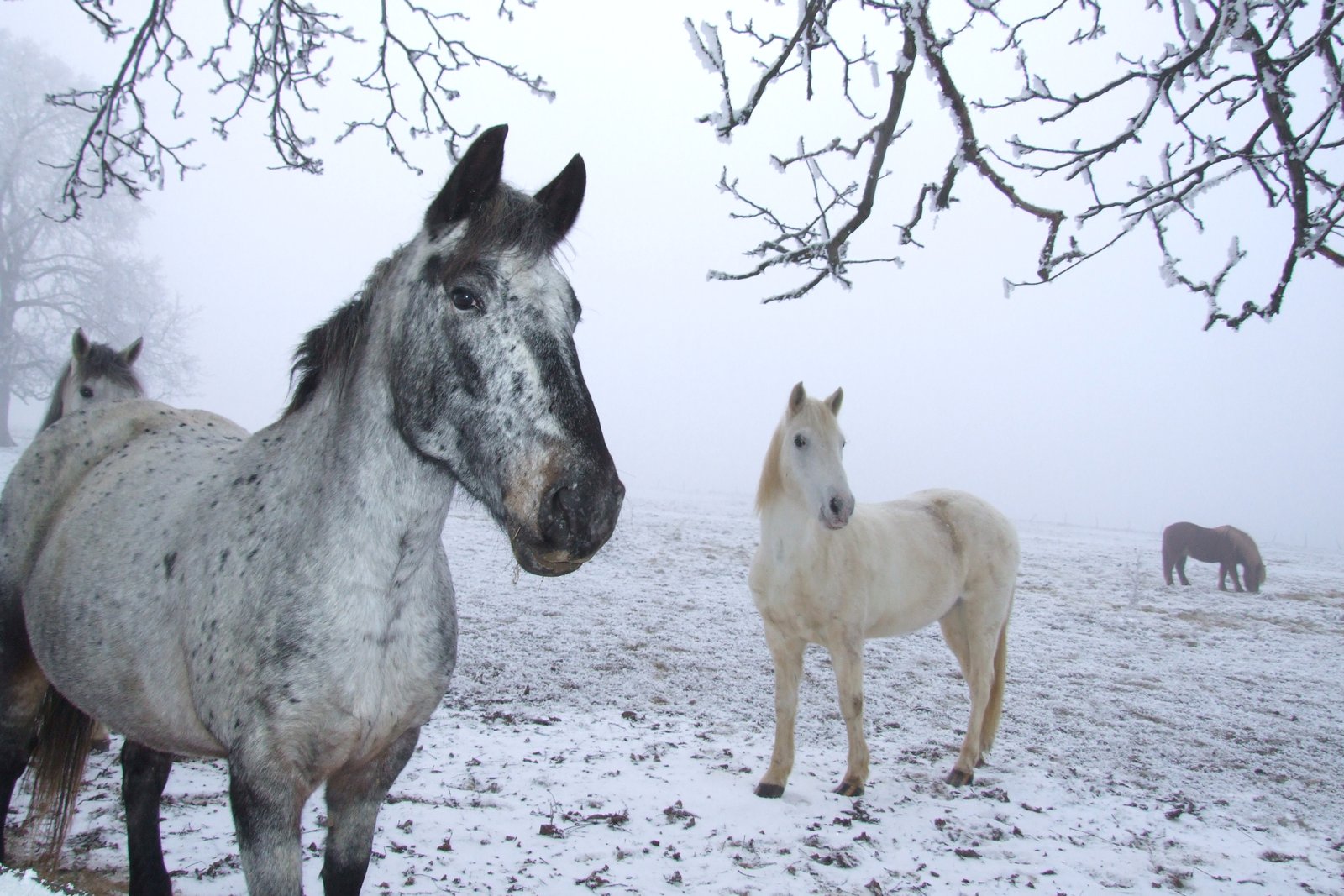 An ​In-depth ​Examination ⁣of⁤ the ‌Potential Benefits and Risks for Horses