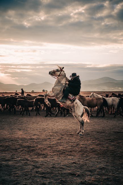 Examining Equine CBD's Impact on Equine Anxiety and Stress