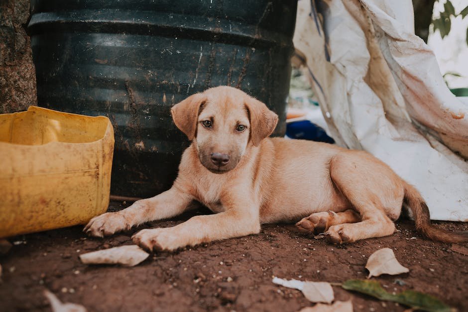 Introducing ⁢CBD Pet Litter: Revolutionizing Pet Care