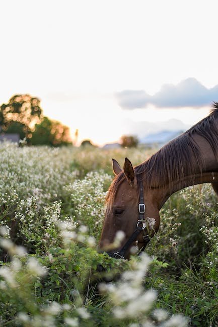 Introduction: Understanding the Potential Benefits and⁣ Trade-Offs of Equine ‍CBD