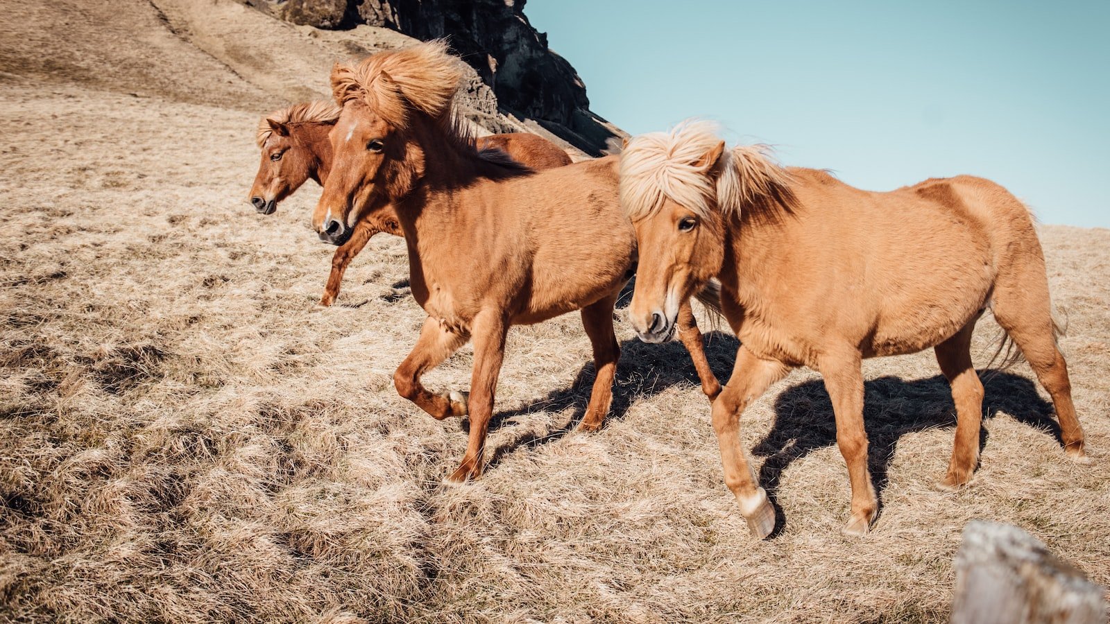 Navigating the Market:⁤ Influencers'‌ Recommendations ​for⁤ Selecting Quality CBD‌ Products for Horses