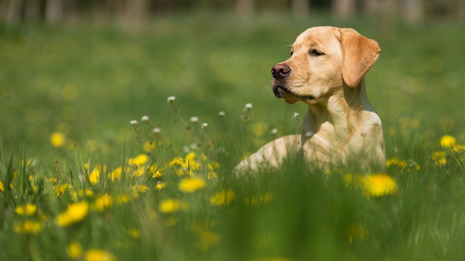 Heading 1: Relieving Canine Anxiety: The Power of CBD in Reducing Travel Stress