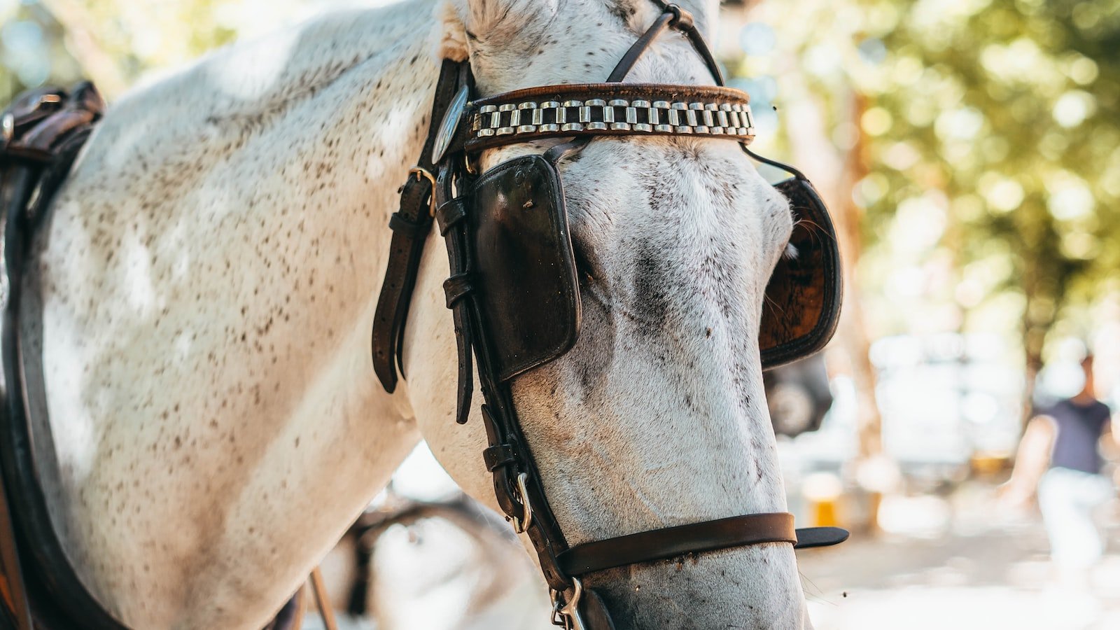 Unveiling the Benefits: Influencers ‍Share their Experiences with CBD ⁢for Horses