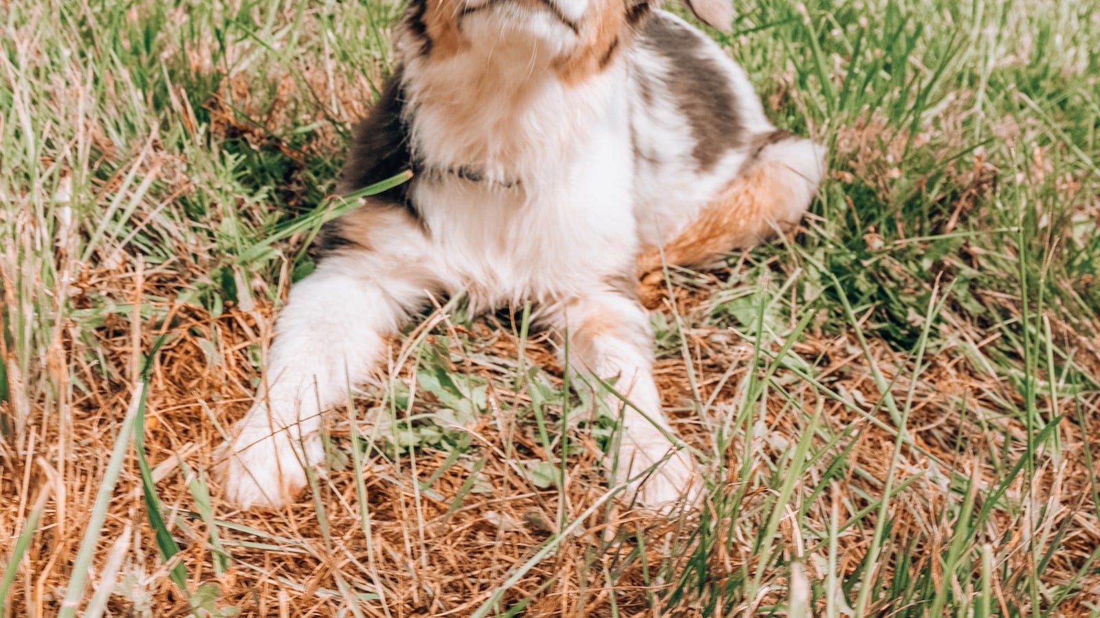 Understanding the Potential Benefits of CBD for Pets with Food ​Sensitivities