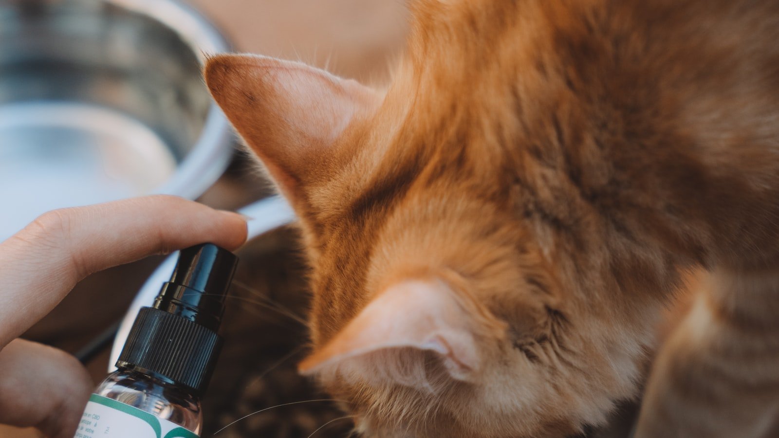 Key ‌Considerations When Buying CBD for Pets‌ with ⁤Short Lifespans