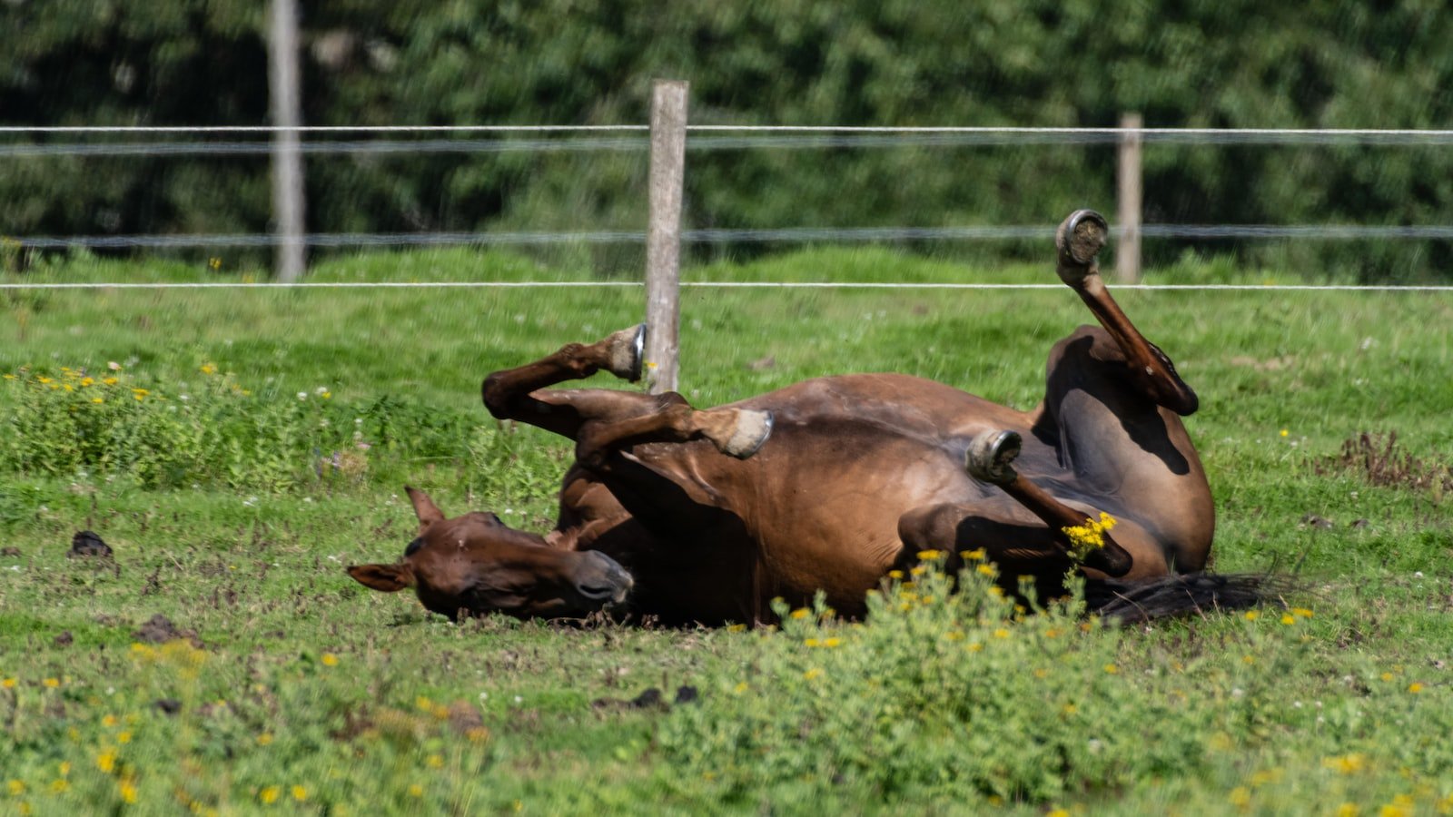 The Growing Popularity‍ of Equine CBD Products