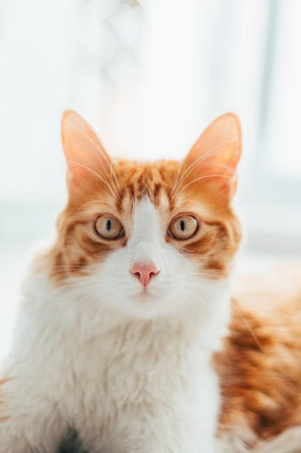 Is the Feline CBD Craze Here to Stay?