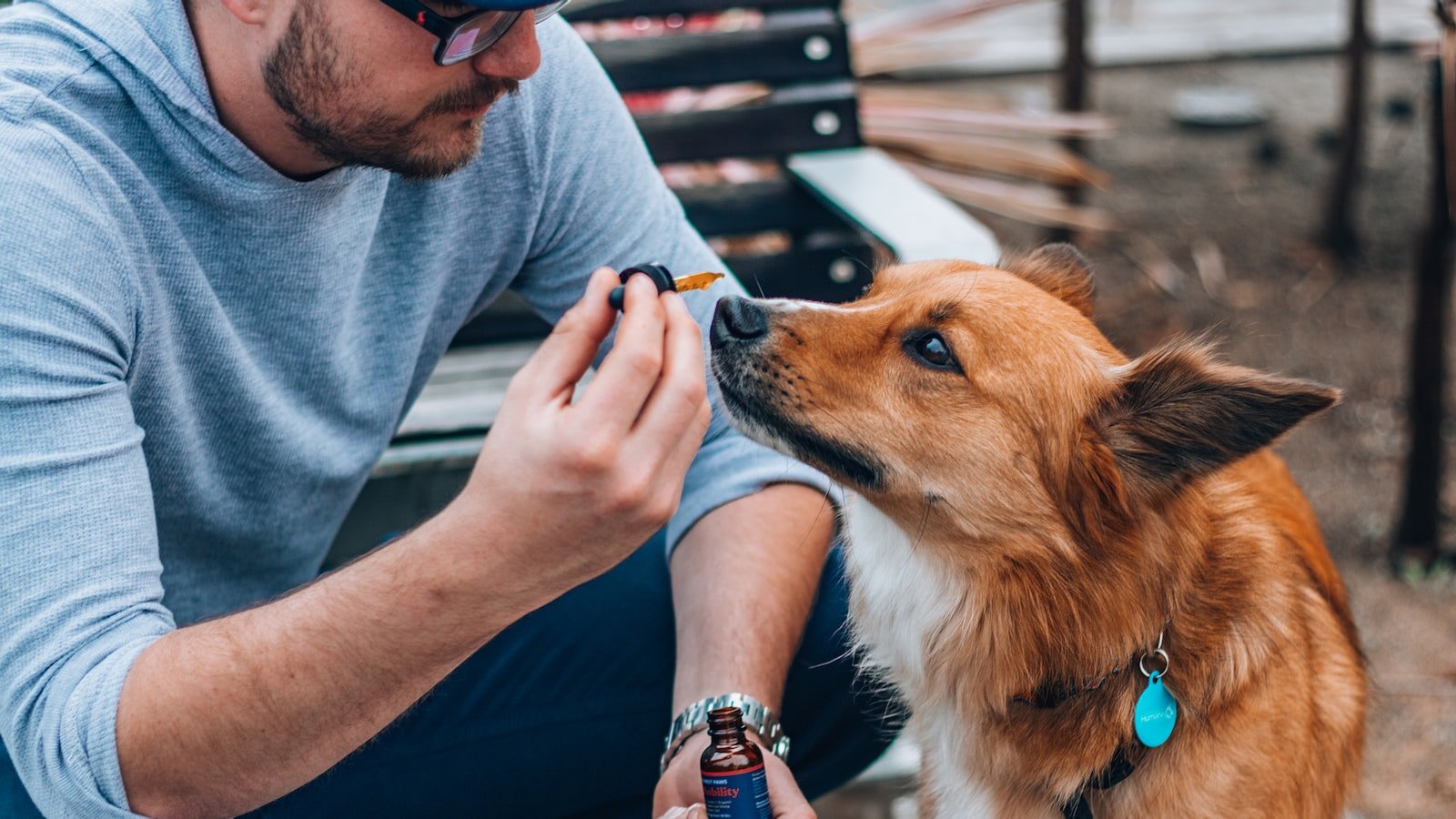 Weighing the Pros and Cons of CBD for Pets