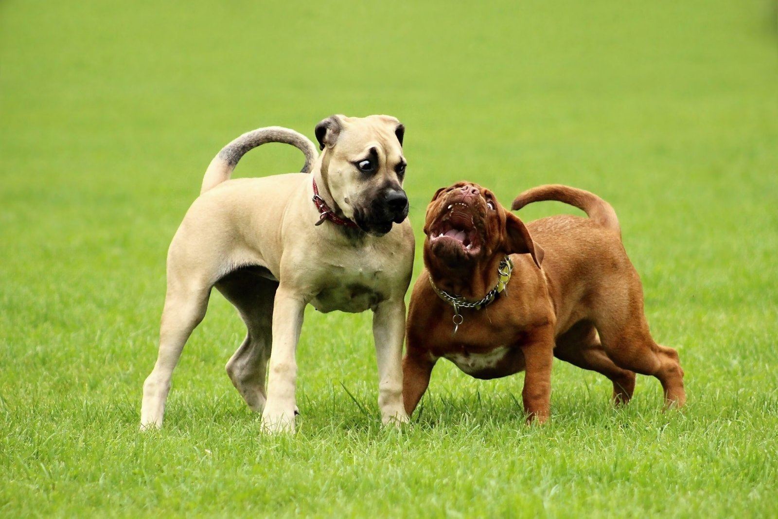 Large Dog Breeds: CBD Safety and Common Side Effects