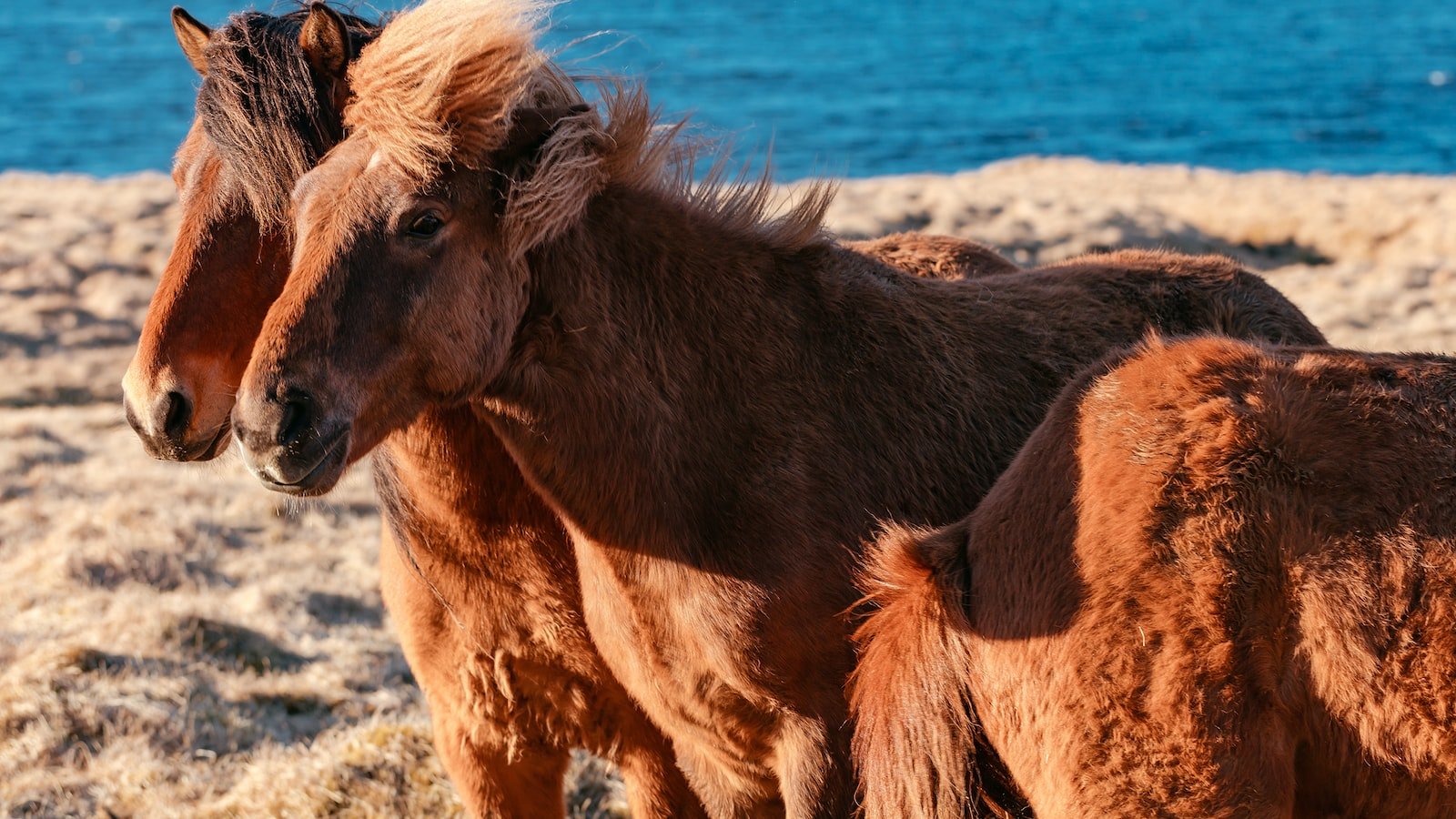 Calming Hyperactive Horses: The CBD Connection