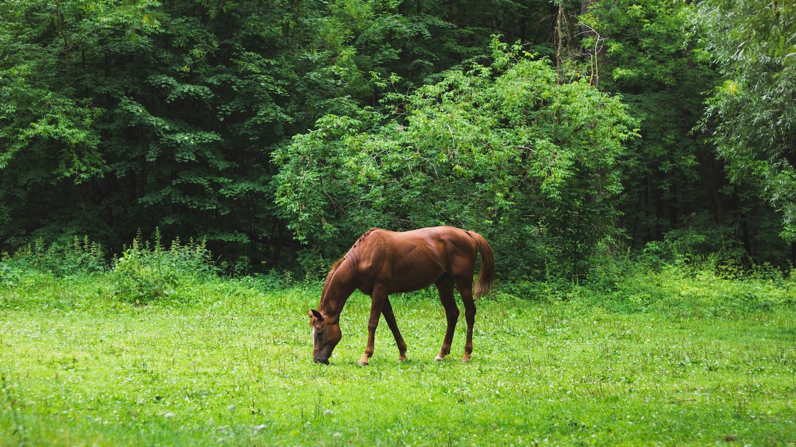 Celebrity Horse Owners and CBD: What They’re Saying