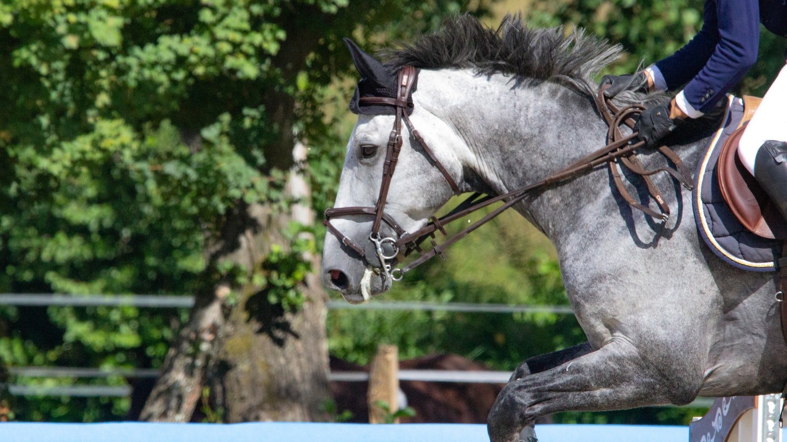 A New Approach to Horse Training with CBD