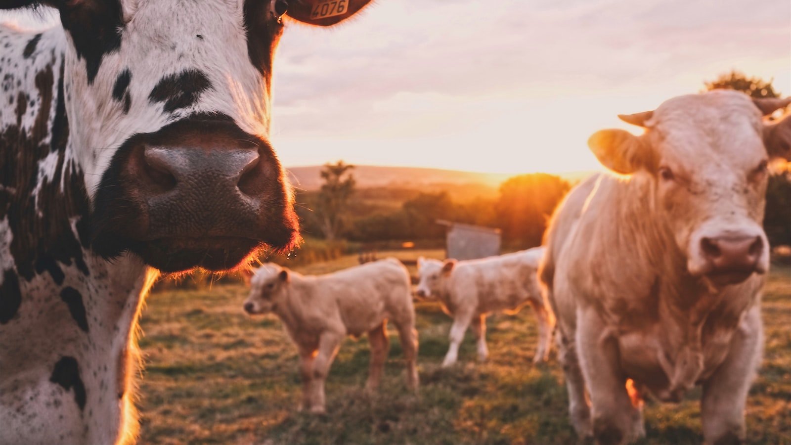 Farm Animals and CBD: A Scientific Perspective