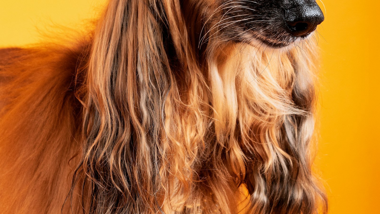 Introducing Your Dog to CBD: A Step-by-Step Guide