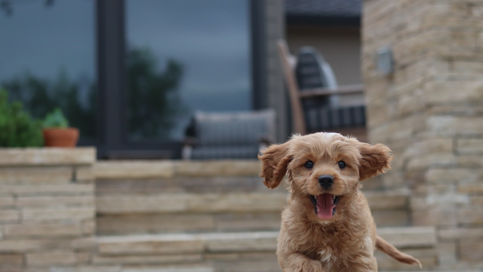 Puppy Love: Is CBD Safe for the Young Ones?