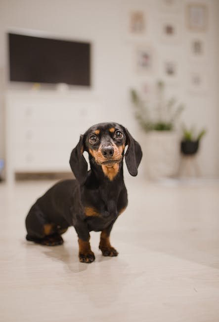 CBD Pet Ear Drops: Hearing the Benefits