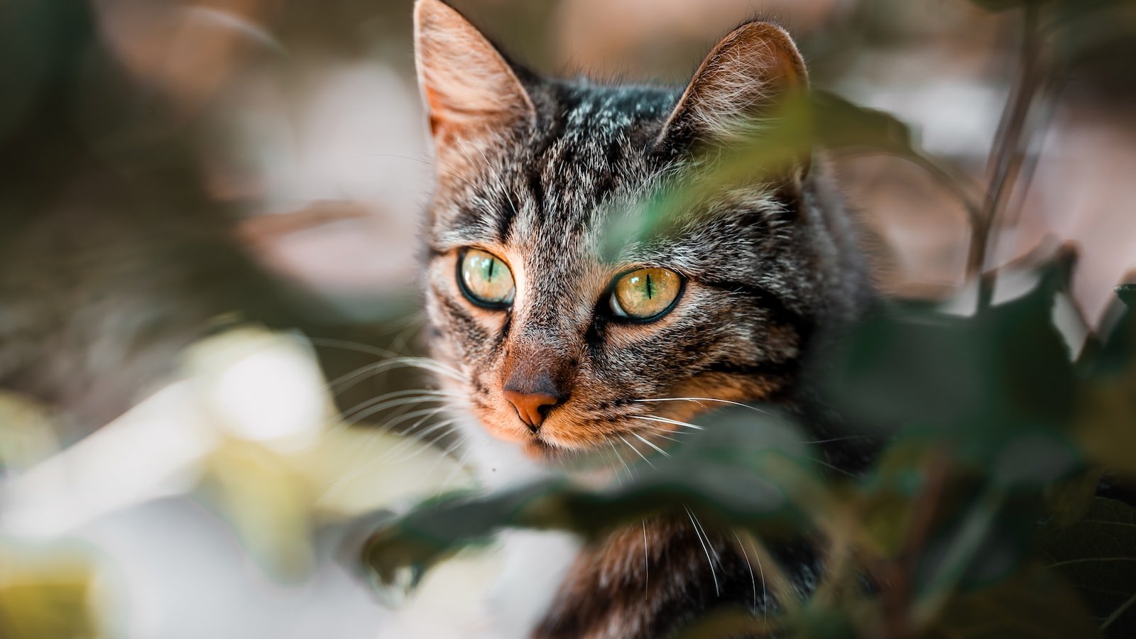 CBD and Outdoor Cats: Legal Concerns and Buying Guide